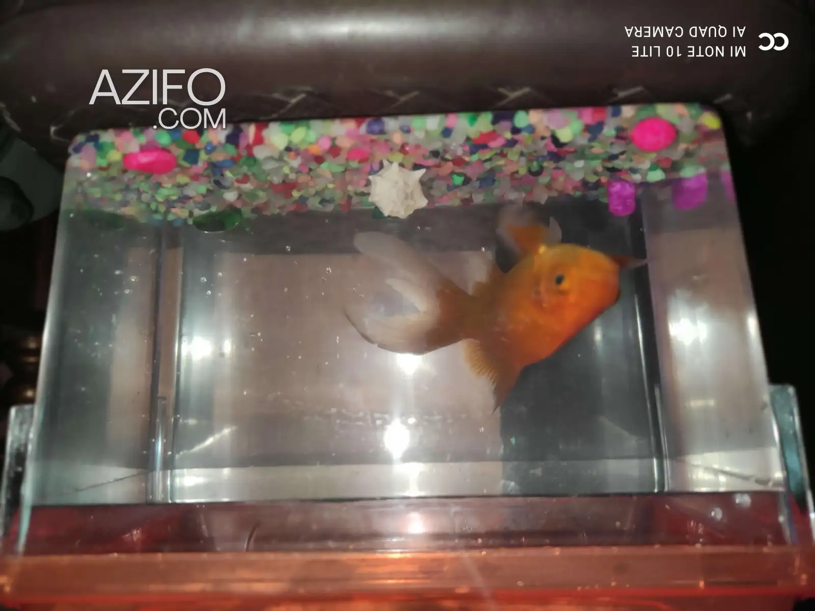 Gold fish poison rouge comette in مراكش, MOROCCO | Azifo