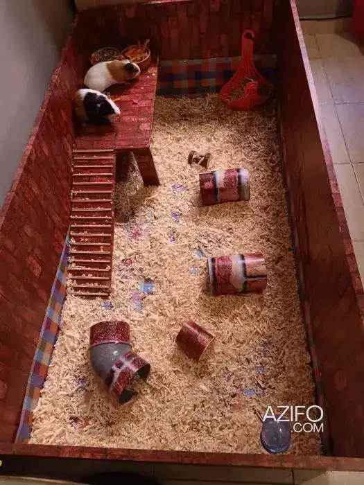Cochon d inde in مراكش, MOROCCO | Azifo