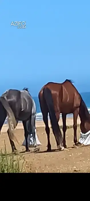 cheval de promonade in طنجة - أصيلة, MOROCCO | Azifo