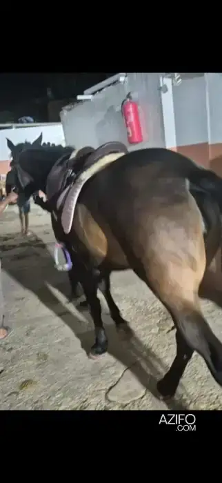 Jument à vendre in الدار البيضاء, MOROCCO | Azifo