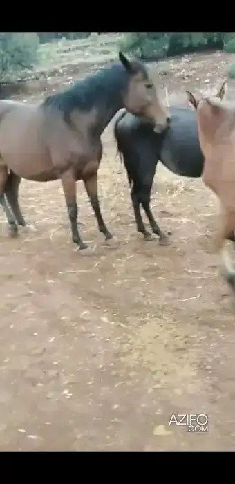 Jument pur-sang arabe 6 ans in خنيفرة, MOROCCO | Azifo