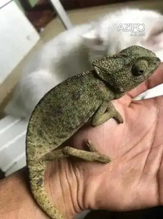 Caméléon à vendre in الدار البيضاء, MOROCCO | Azifo