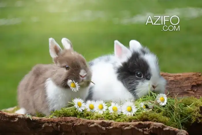 Lapin Nain in الدار البيضاء, MOROCCO | Azifo