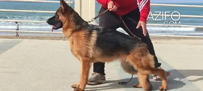 Chien Femelle Berger Allemand avec Pedigree in Casablanca, MOROCCO | Azifo
