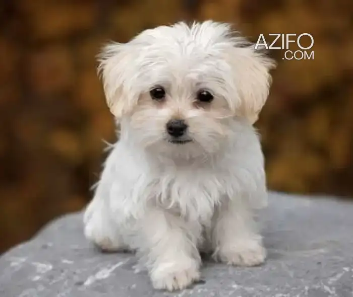 Portée de Chiots Bichon Maltais in Casablanca, MOROCCO | Azifo