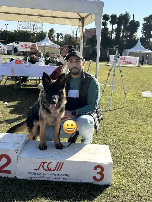 Chiot Mâle Berger Allemand de 7mois in Casablanca, MOROCCO | Azifo