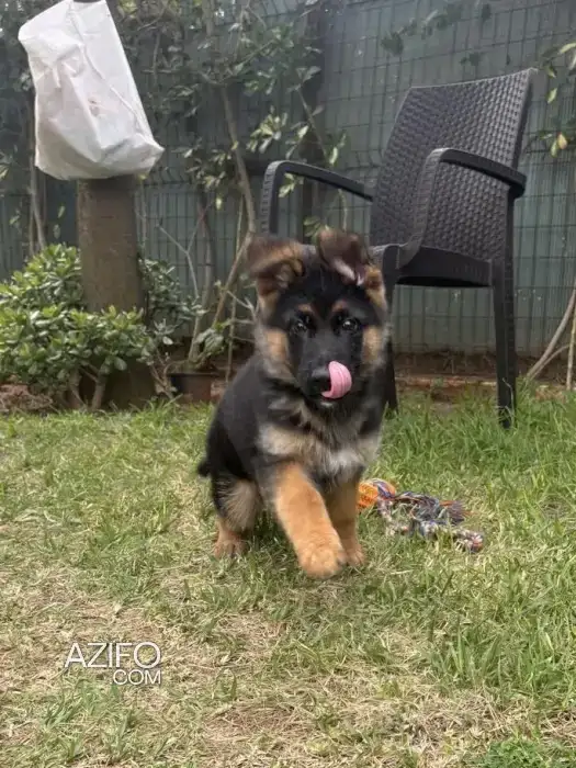 Chiot Mâle Berger Allemand de 3mois in Casablanca, MOROCCO | Azifo