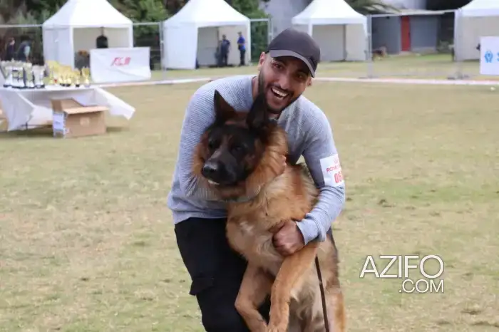 Chiot Berger Allemand avec Pedigree in Casablanca, MOROCCO | Azifo