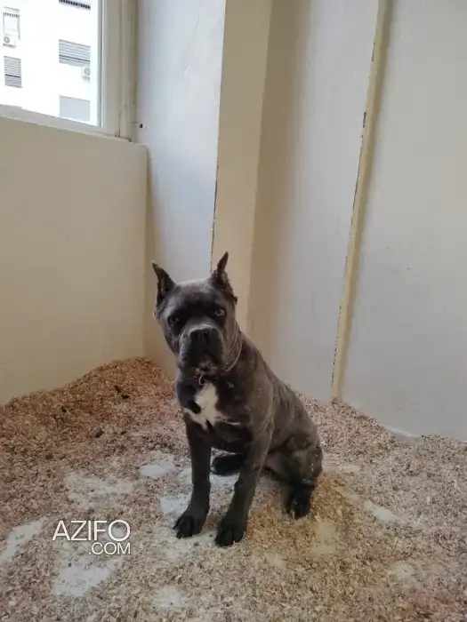 Chien Cane Corso avec Pedigree in Meknes, MOROCCO | Azifo