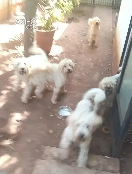 Chiot Caniche Royal de 7 mois in Casablanca, MOROCCO | Azifo