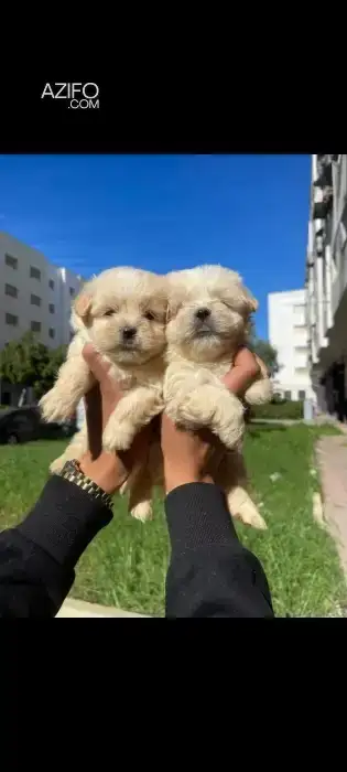 Chiot Bichon Havanais in Casablanca, MOROCCO | Azifo