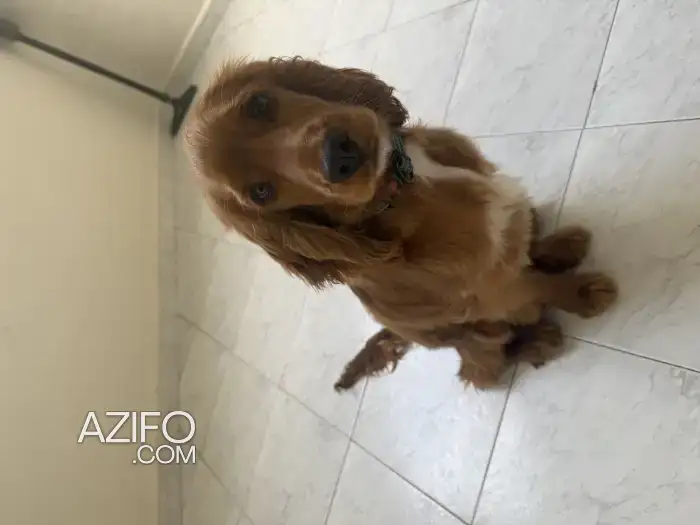 Chiot Cocker Anglais de 6 mois in Casablanca, MOROCCO | Azifo
