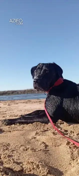 Chiot Femelle Labrador Retriever de 9mois in Casablanca, MOROCCO | Azifo