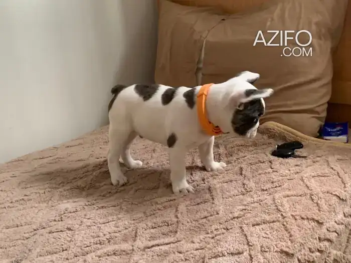 Chien Bulldog Français in Mohammédia, MOROCCO | Azifo