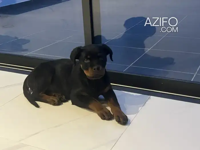 Chiot Femelle Rottweiler de 4 mois in Casablanca, MOROCCO | Azifo