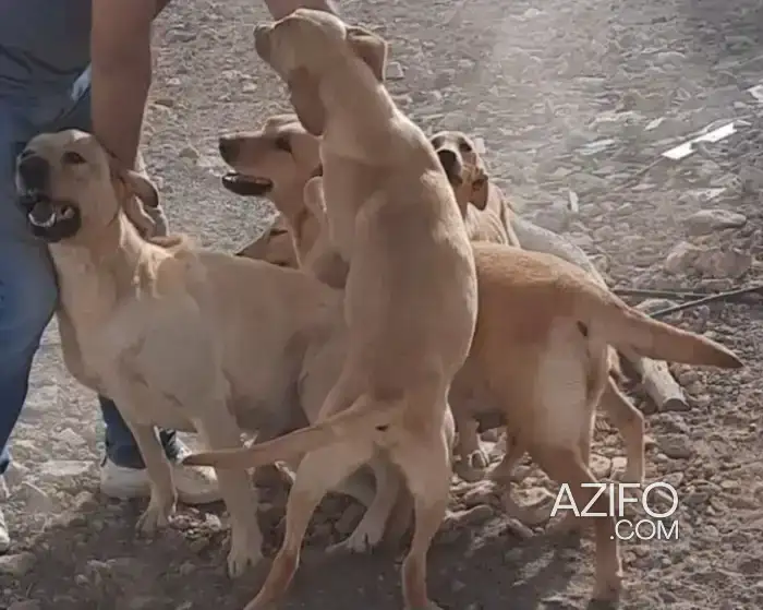 Chiot Femelle Labrador Retriever de 1mois in Rabat, MOROCCO | Azifo