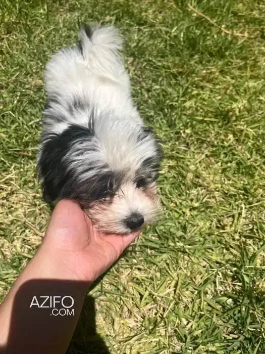 Chiot Femelle Bichon de 8mois in Safi, MOROCCO | Azifo
