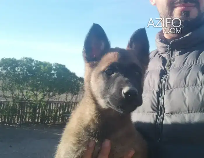 Chiot Berger Malinois in Khouribga, MOROCCO | Azifo