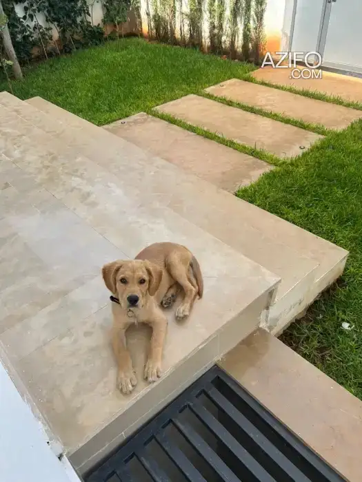Chiot Mâle Golden Retriever de 4 mois in Casablanca, MOROCCO | Azifo