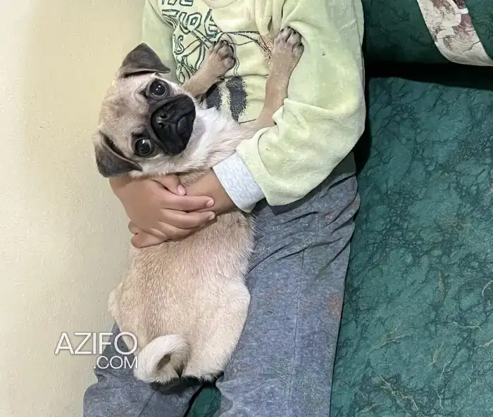 Chiot Femelle Carlin (Pug) de 3 mois in الدار البيضاء, MOROCCO | Azifo