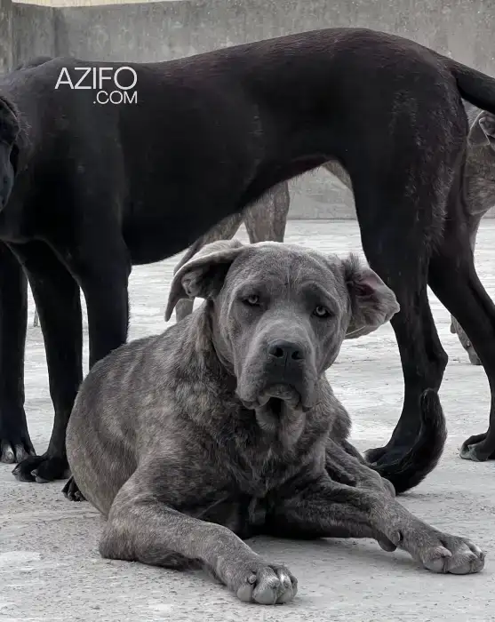 Chien Femelle Cane Corso avec Pedigree in طنجة - أصيلة, MOROCCO | Azifo