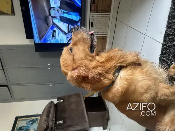 Chien Mâle Golden Retriever de 4 ans in الدار البيضاء, MOROCCO | Azifo