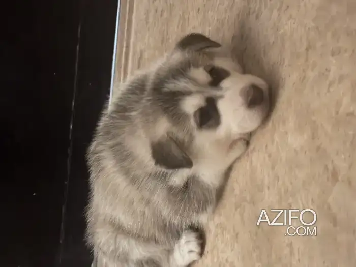 Chien Femelle Husky Sibérien in مراكش, MOROCCO | Azifo