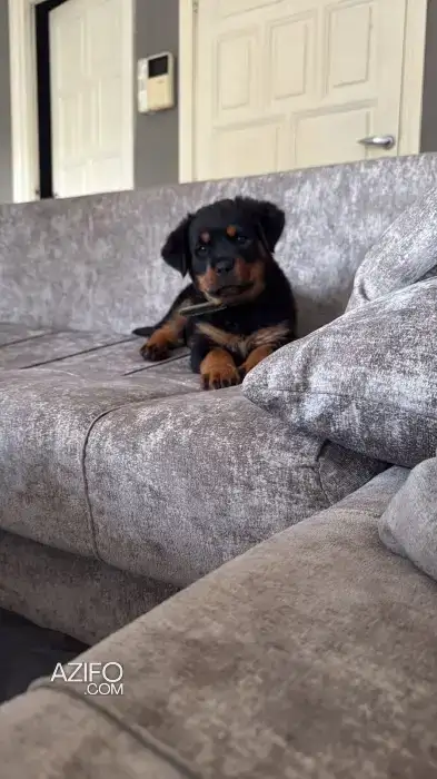 Chiot Femelle Rottweiler de 9semaines in الدار البيضاء, MOROCCO | Azifo