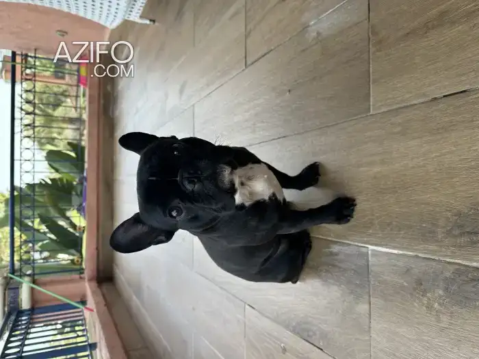 Chiot Femelle Bulldog Français de 18 mois in الرباط, MOROCCO | Azifo