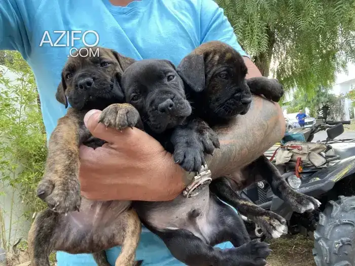 Portée de Chiots Cane Corso in الدار البيضاء, MOROCCO | Azifo
