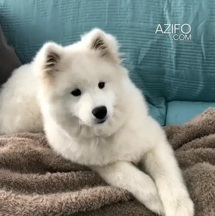 Chien Samoyède in الدار البيضاء, MOROCCO | Azifo