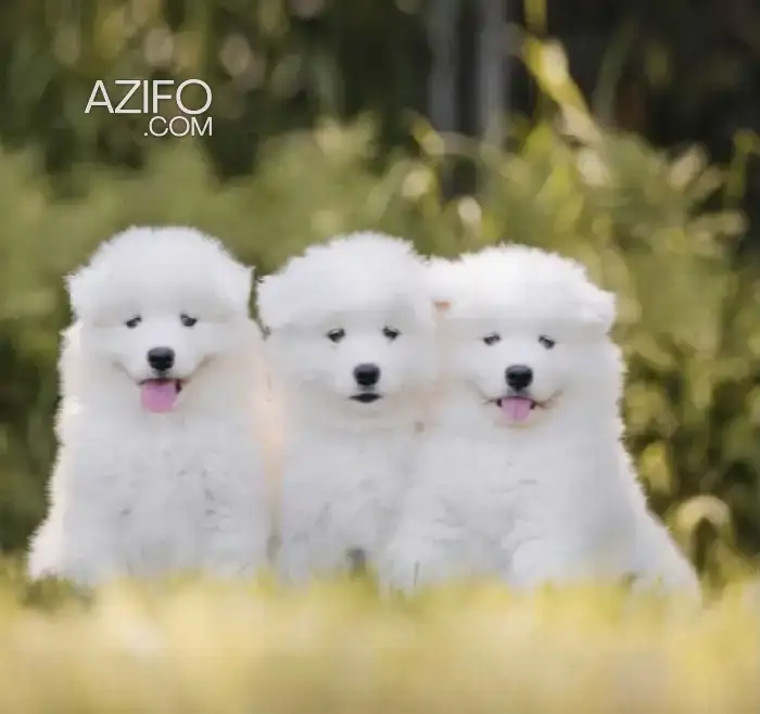 Portée de Chiots Samoyède in Casablanca, MOROCCO | Azifo