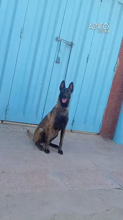 Chiot Femelle Berger Malinois Charbonné de 10 mois in Casablanca, MOROCCO | Azifo