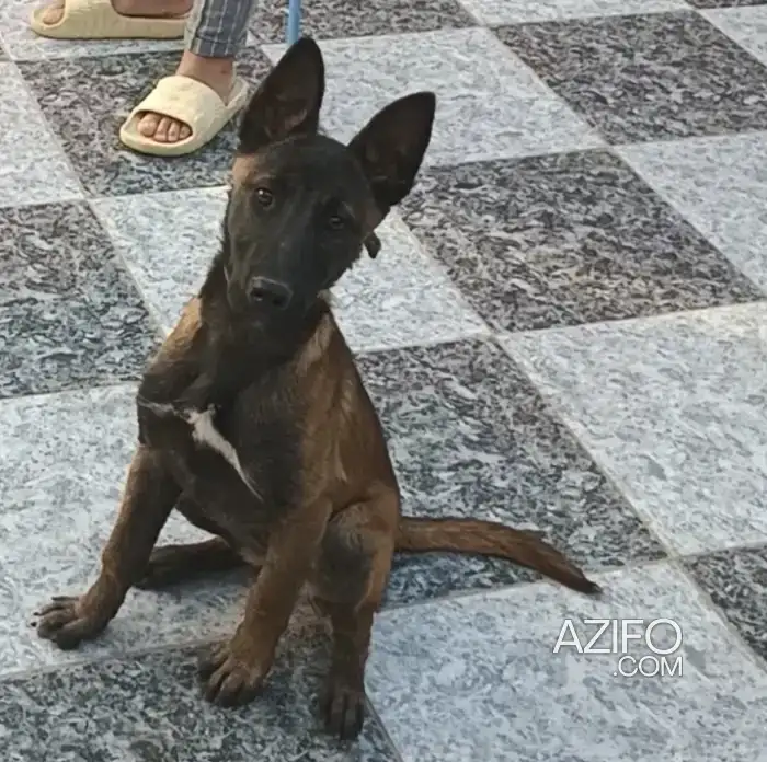Chiot Femelle Berger Malinois Charbonné de 6mois in Agadir, MOROCCO | Azifo