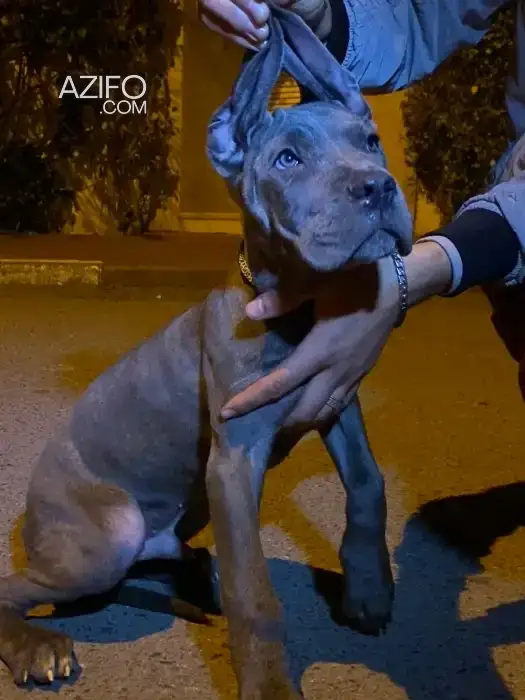 Chien Cane Corso in Rabat, MOROCCO | Azifo