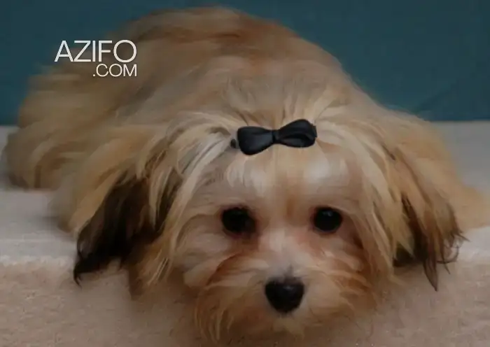 Chiot Femelle Bichon Havanais Toy / Miniature de 13 mois in Casablanca, MOROCCO | Azifo