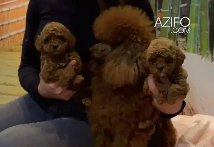 Chiot Caniche Toy / Nain Toy / Miniature in Casablanca, MOROCCO | Azifo