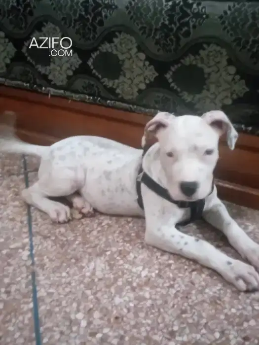 Chiot Femelle Dogue Argentin de 4 mois in الدار البيضاء, MOROCCO | Azifo