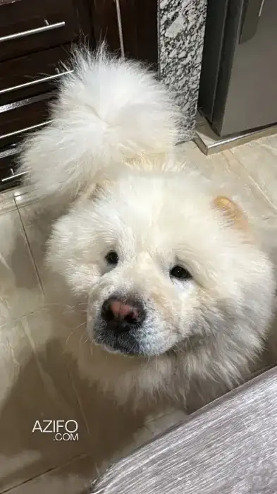Chien Chow Chow de 1 an et demi in Agadir, MOROCCO | Azifo