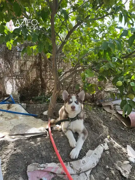 كلب Siberian Husky ذكر أصيل للبيع in Taza, MOROCCO | Azifo