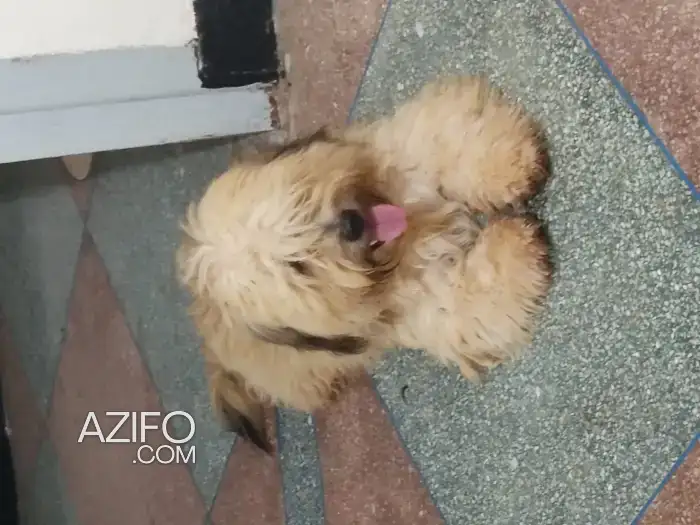 Chiot Mâle Bichon Maltais de 18 mois in Casablanca, MOROCCO | Azifo