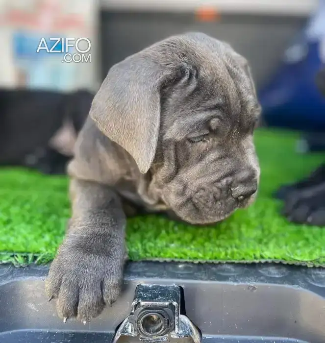 Chiot Cane Corso in Nador, MOROCCO | Azifo