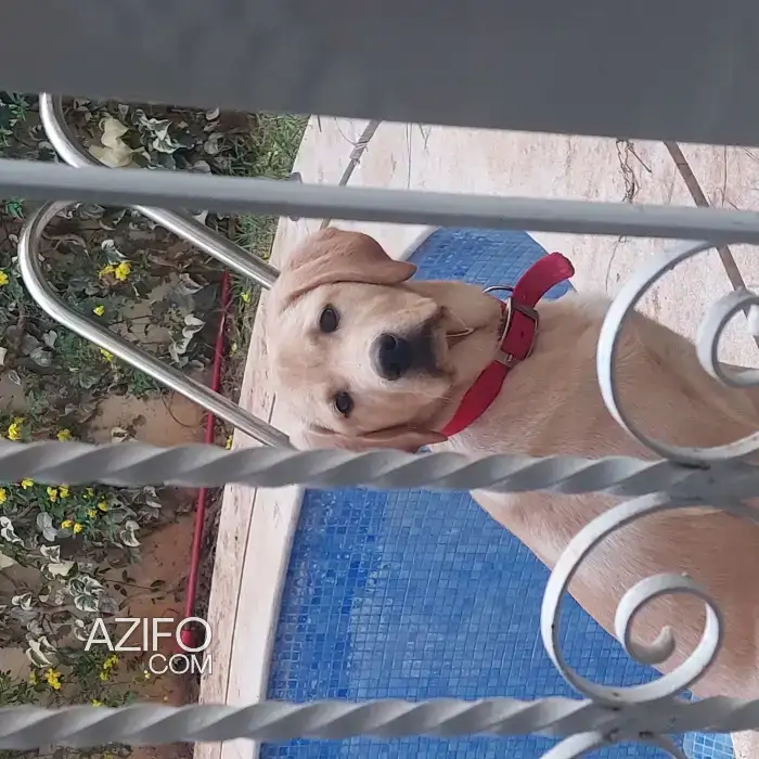 Chiot Femelle Labrador Retriever de 5 mois in Fes, MOROCCO | Azifo