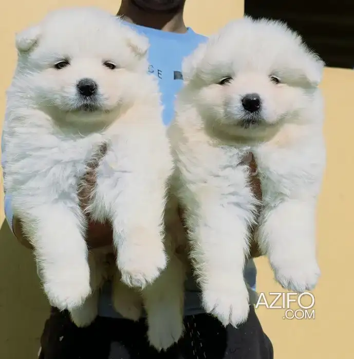 Portée de Chiots Samoyède in Casablanca, MOROCCO | Azifo