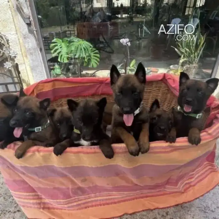 Portée de Chiots Berger Malinois Charbonné in Casablanca, MOROCCO | Azifo