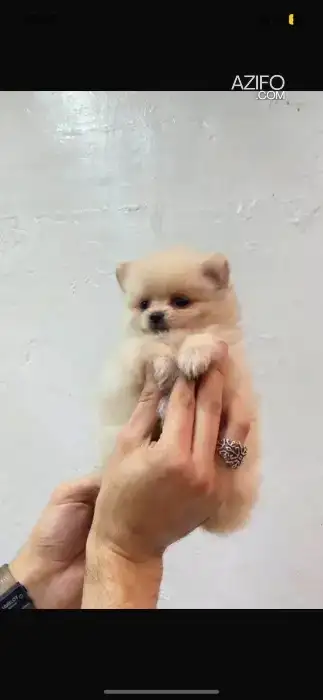 Chien Spitz Poméranien (Loulou de Poméranie) in Casablanca, MOROCCO | Azifo