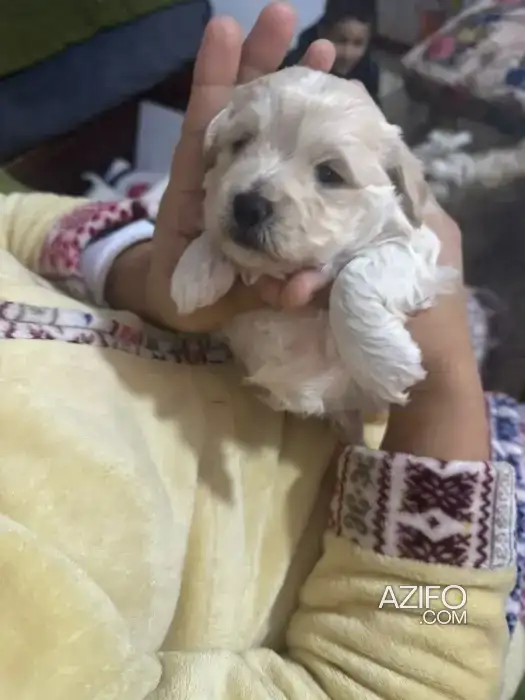 كلب Bichon maltes ذكر أصيل للبيع in Martil, MOROCCO | Azifo
