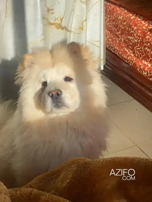 Chiot Femelle Chow Chow de 4 mois et demi in Rabat, MOROCCO | Azifo