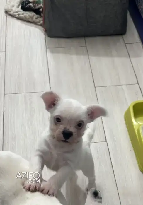 Chiot Femelle Bulldog Français de 2 mois in Rabat, MOROCCO | Azifo