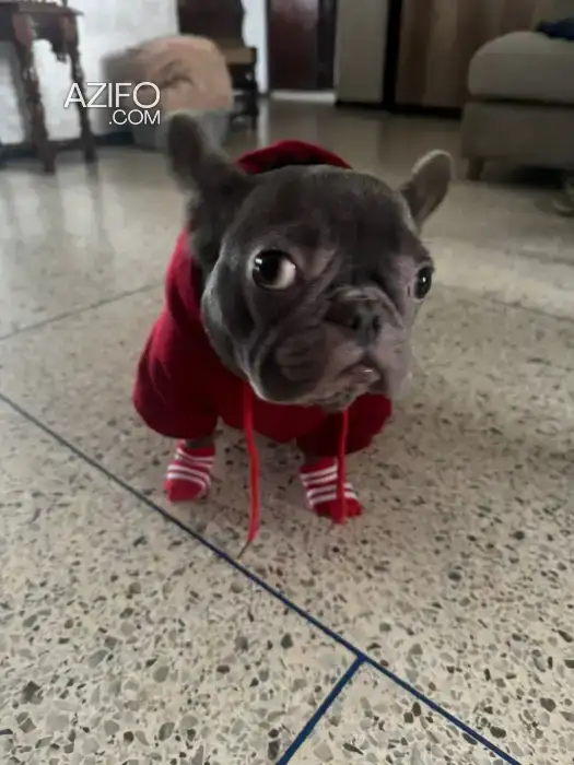 Chiot Bulldog Français Exotique in Casablanca, MOROCCO | Azifo